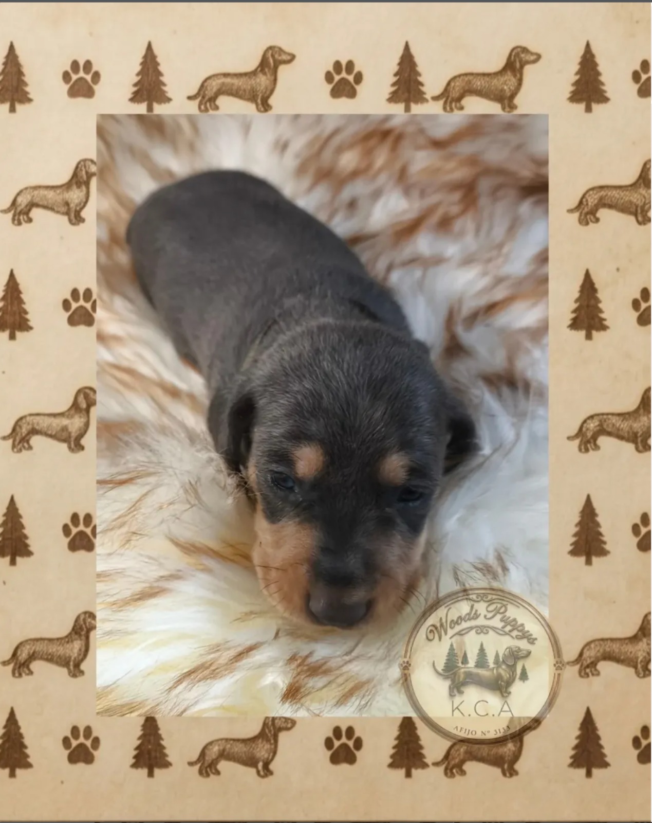 Milo · Macho Blue · Dachshund Mini · Woods Puppys